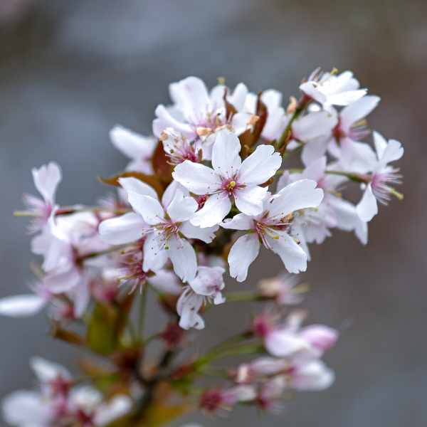 Close-up of a cluster of pale pink blossoms from the Prunus Pandora - Flowering Cherry Tree in bloom, with a blurred background.