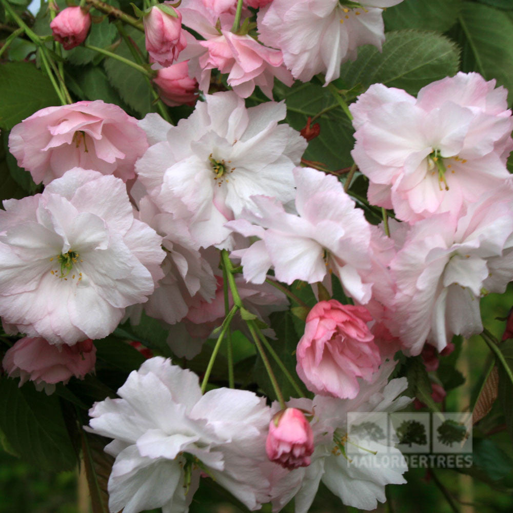 Photograph showcasing a cluster of delicate pale pink blooms from the Prunus Pink Parasol - Japanese Flowering Cherry Tree – Mix and Match, set against a backdrop of soft white cherry blossoms and vibrant green foliage.