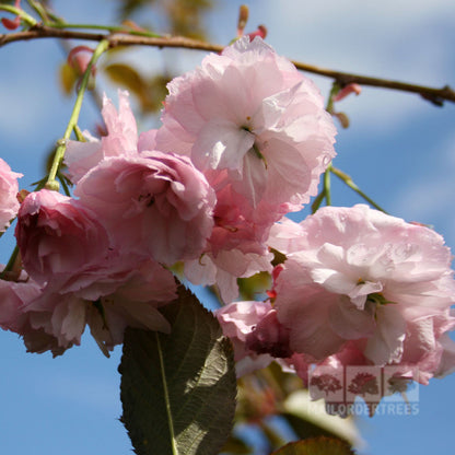 Close-up of delicate pale pink flowers from the Prunus Pink Parasol Japanese Flowering Cherry Tree, set against a backdrop of clear blue sky.