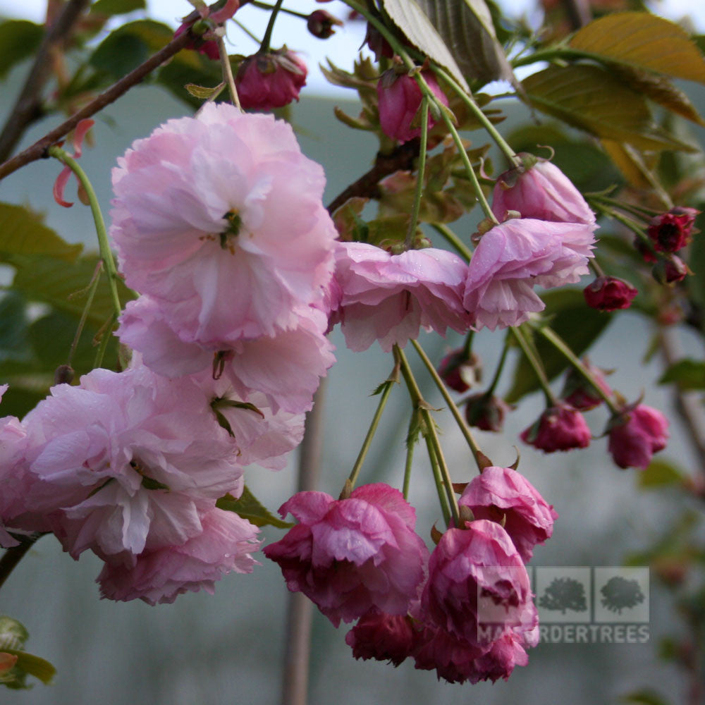 Close-up of delicate pale pink flowers with green leaves on a tree branch, capturing the elegance of the Prunus Pink Parasol, a Japanese Flowering Cherry Tree.