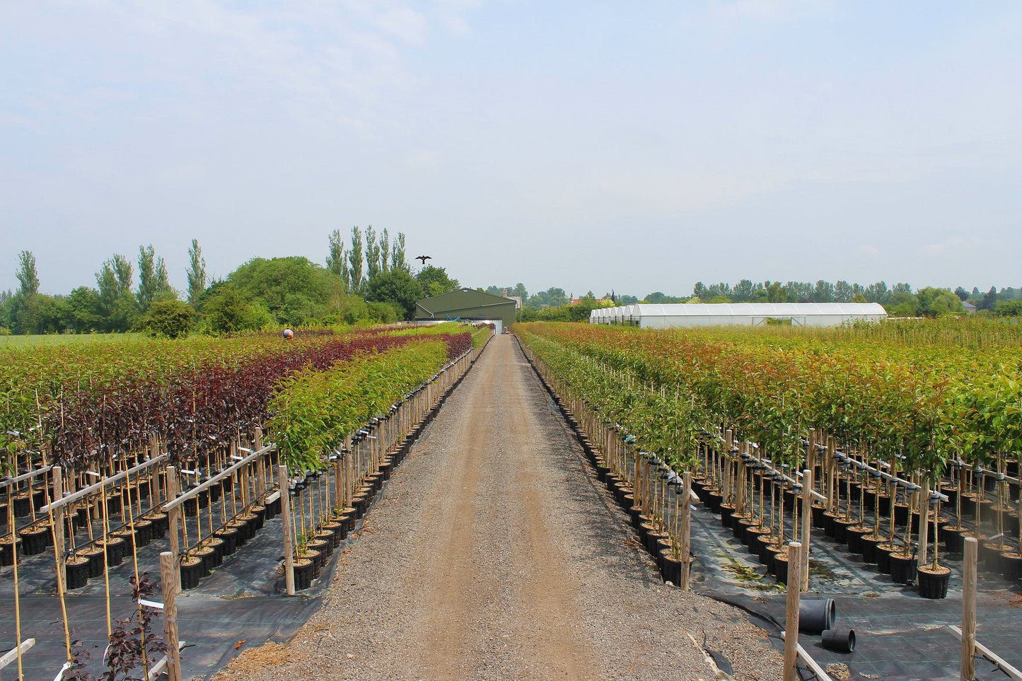 A gravel path winds through rows of potted plants at the nursery, flanked by Prunus Pink Parasol - Japanese Flowering Cherry Trees with their delicate pale pink flowers. Greenhouses stand proudly in the background, nurturing their vibrant displays.