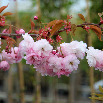 A branch of the Prunus Pink Parasol - Japanese Flowering Cherry Tree showcases clusters of soft, pale pink flowers and green leaves set against a blurred natural backdrop.