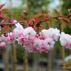 Prunus Pink Parasol - Japanese Flowering Cherry Tree