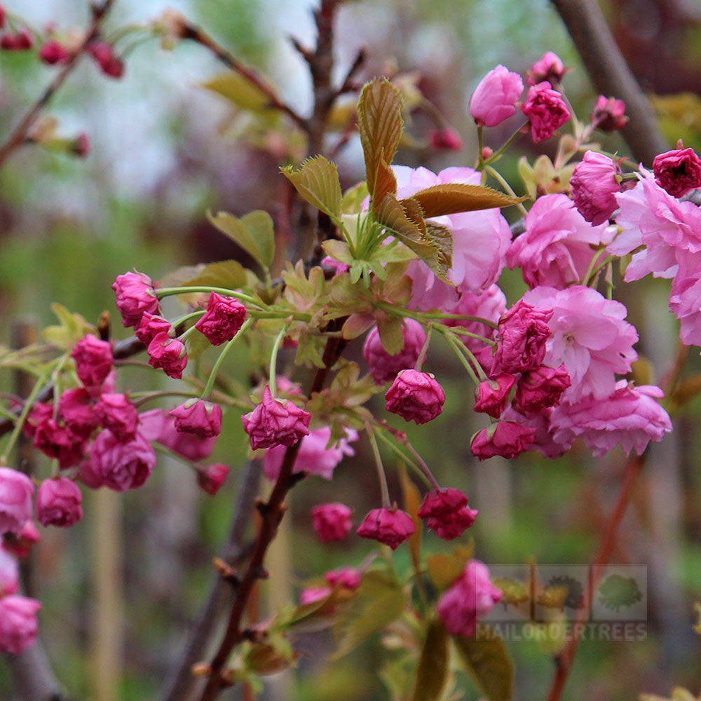 Pink cherry blossoms adorn the branches of the Prunus Pink Perfection - Flowering Cherry Tree, set against a backdrop of lush green leaves. This stunning springtime display embodies the seasonal splendor of Pink Perfection.