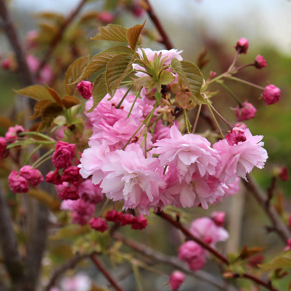 Close-up of Prunus Pink Perfection flowers with lush leaves against a softly blurred background, capturing the essence of spring blossom.