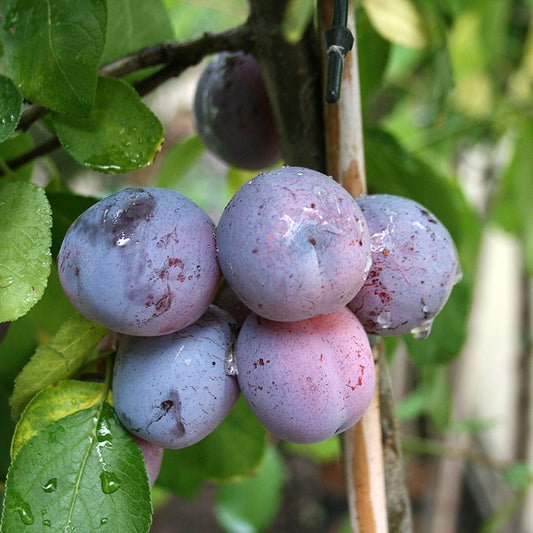 Prunus Rivers Early Prolific - Early Prolific Plum Tree