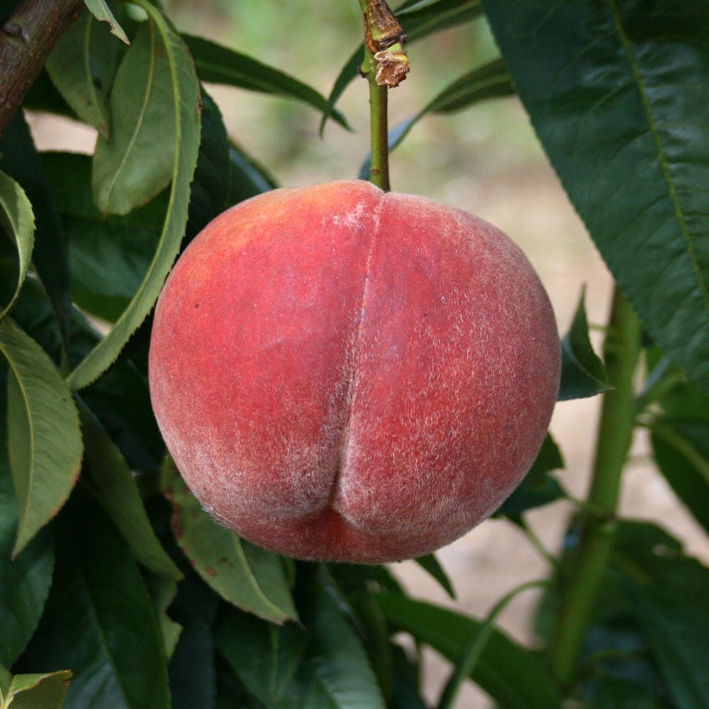 Close-up of firm and juicy Prunus Rochester fruit hanging on a branch, surrounded by lush green leaves.