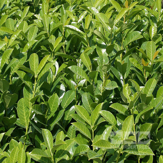 The Prunus Rotundifolia - Laurel is an evergreen shrub perfect for hedging, known for its dense cluster of glossy green leaves.