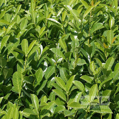 Prunus Rotundifolia - Laurel