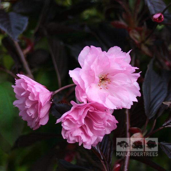 Close-up of vibrant pink flowers from the Prunus Royal Burgundy - Flowering Cherry Tree, with dark leaves enhancing the backdrop. The Mail Order Trees logo is in the lower right corner.