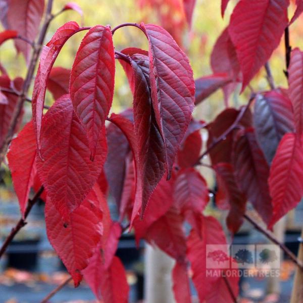 The crimson autumn leaves of the Prunus Royal Burgundy Flowering Cherry Tree hang gracefully from its branches, set against a blurred backdrop that suggests the pink blossoms of Prunus Kanzan.