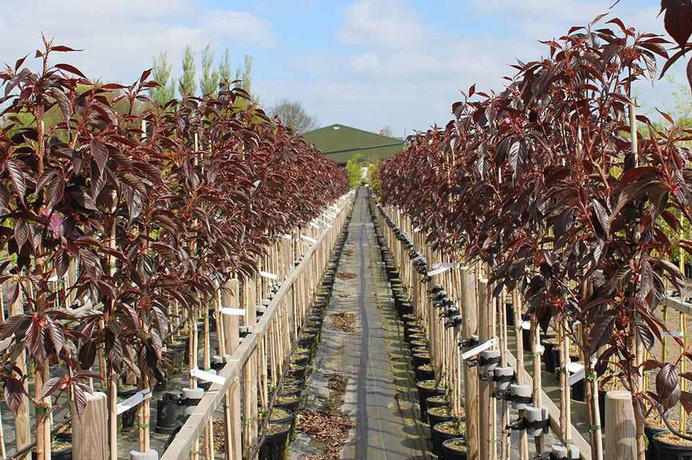 A row of young Prunus Royal Burgundy trees, known for their vibrant red leaves and pink flowers, is elegantly arranged in pots on both sides of a walkway, enhancing the outdoor nursery beneath a partly cloudy sky.