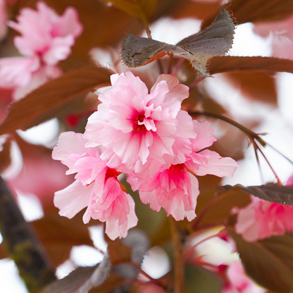 Close-up of Prunus Royal Burgundy - Flowering Cherry Tree blossoms, showcasing pink flowers with brownish leaves in the background.