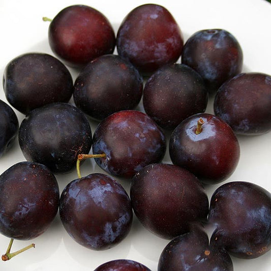 A cluster of bluish-purple fruit from the Prunus Sanctus Hubertus Plum Tree rests elegantly on a white surface.