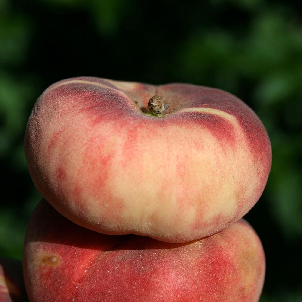 Close-up of two stacked flat peaches highlights the ornamental charm of the Prunus Saturn - Saturn Peach Tree against a blurred green backdrop.