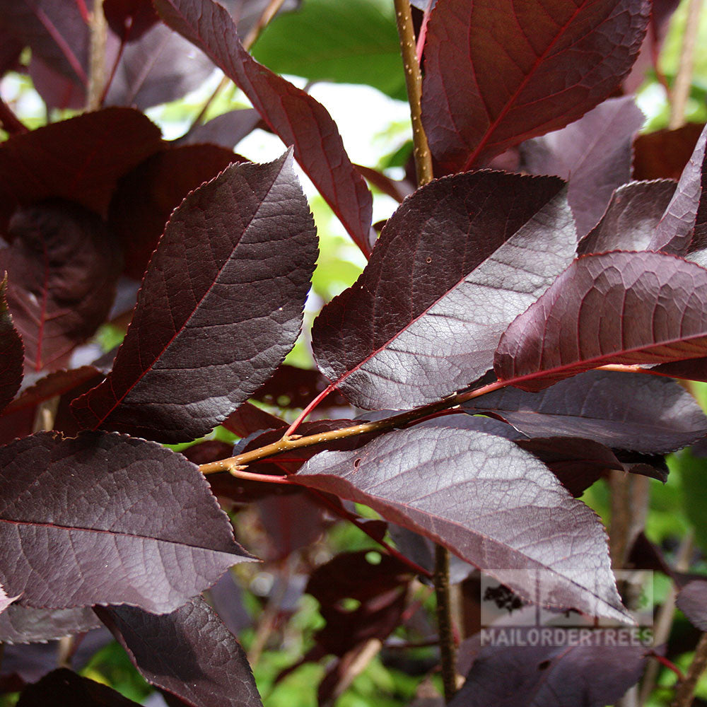 Close-up of deep reddish-purple foliage on the branch of a Prunus Schubert - Chokecherry Tree, set against a lush green background.