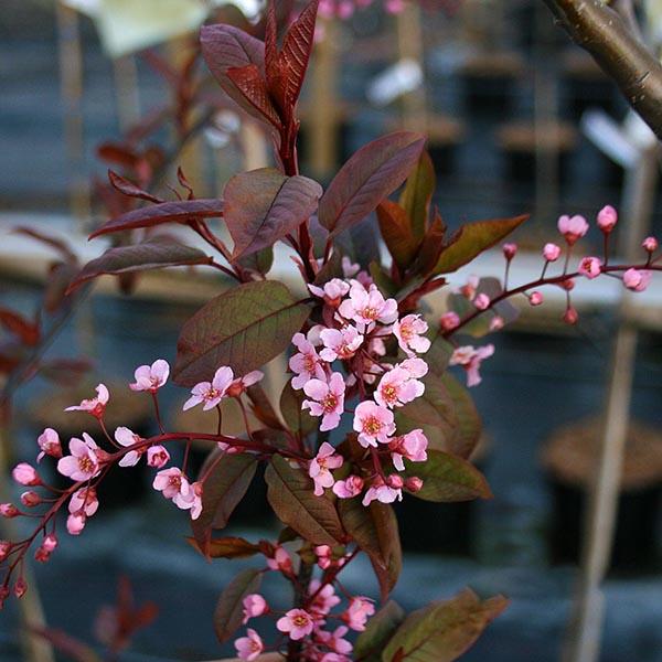 A branch adorned with pink cherry blossoms and deep reddish-purple foliage from a Prunus Schubert - Chokecherry Tree.