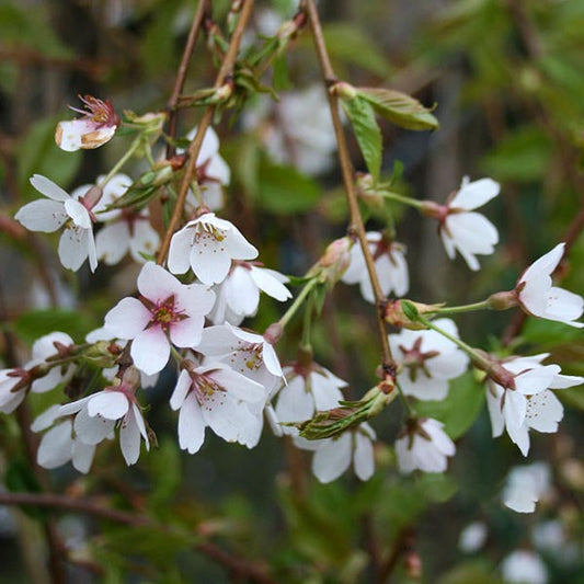 Close-up of a branch adorned with clusters of small white and pink flowers, highlighting the delicate beauty of a Prunus Shidare Yoshino - Weeping Yoshino Cherry Tree, encircled by vibrant green leaves.