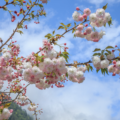 Pink and double white flowers of the Prunus Shirofugen - Flowering Cherry Tree gently adorn its branches, set against a blue sky with clouds.