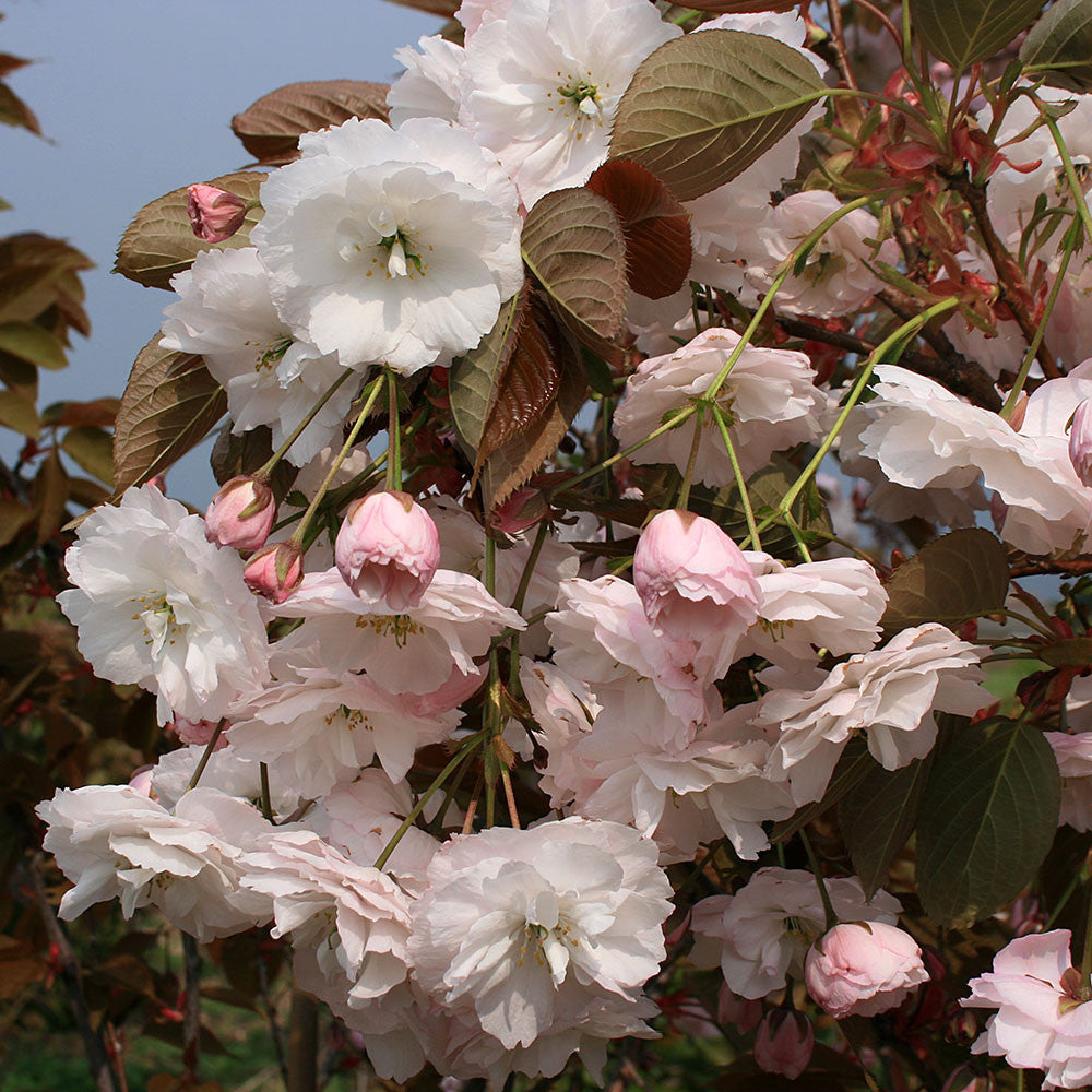 The Prunus Shirofugen- Flowering Cherry Tree is adorned with clusters of white and pale pink cherry blossoms, complemented by brownish-green leaves, showcasing its stunning double white flowers.