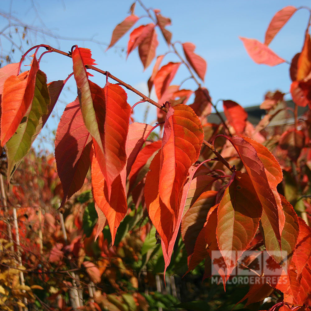 A close-up of vibrant red and orange autumn leaves on a Prunus Shirofugen - Flowering Cherry Tree branch, set against a clear blue sky.