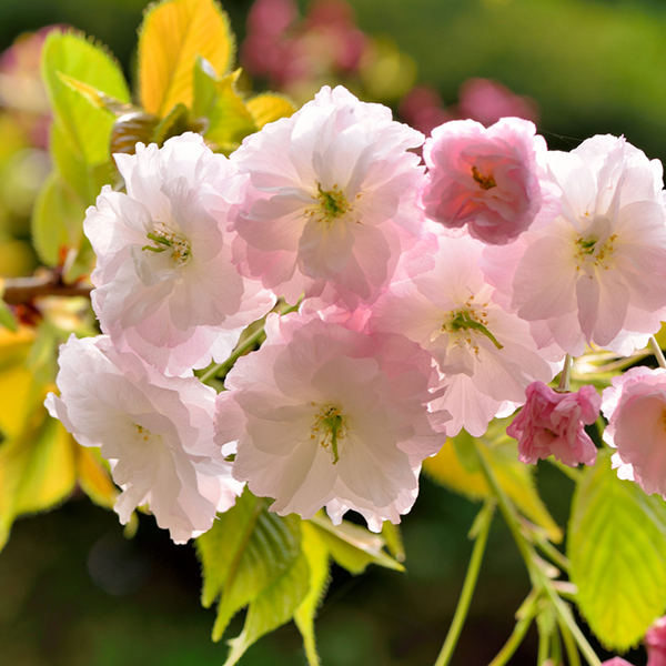 A cluster of pale pink and white blossoms from the Prunus Shirofugen - Flowering Cherry Tree, accompanied by lush green leaves shining under the bright sunlight.