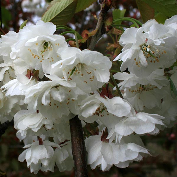 Close-up of a cluster of fragrant white blossoms from a Prunus Shirotae - Flowering Cherry Tree, with the flowers nestled among green leaves on a dark brown branch.