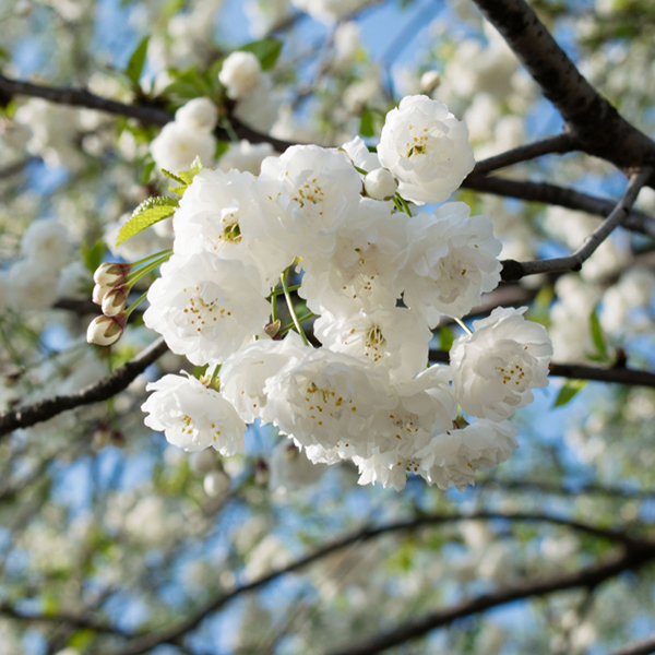 White cherry blossoms in full bloom enhance the branch of the Prunus Shirotae - Flowering Cherry Tree, contrasting beautifully with a clear blue sky in the background.