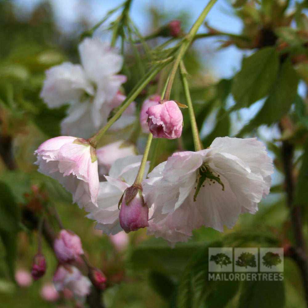 Close-up of pink and white cherry blossoms from the Prunus Shogetsu - Blushing Bride Flowering Cherry Tree hanging gracefully on a branch against a blurred green background.