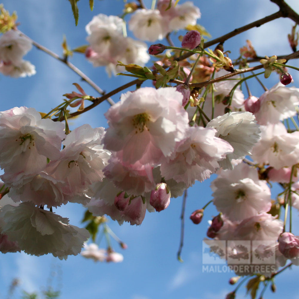 Close-up of Prunus Shogetsu - Blushing Bride Flowering Cherry blossoms against a vibrant blue sky.