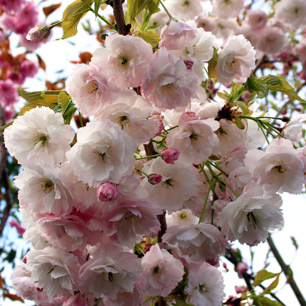 A cluster of pink and white cherry blossoms from a Prunus Shogetsu - Blushing Bride Flowering Cherry Tree gracefully blooms on a branch, set against a softly blurred sky.