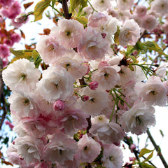 Prunus Shogetsu - Blushing Bride Flowering Cherry Tree - Mix and Match