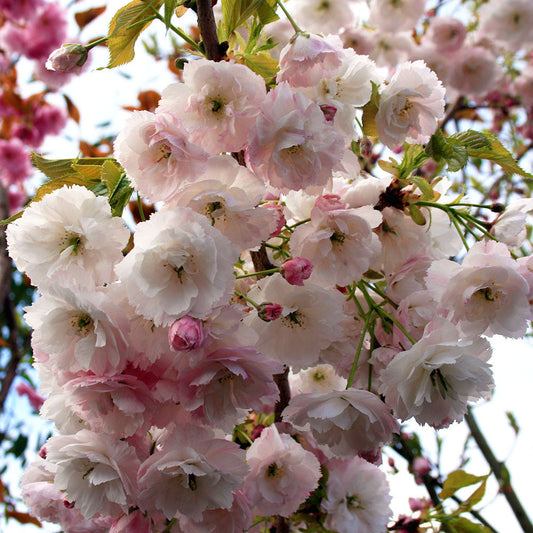 Prunus Shogetsu - Blushing Bride Flowering Cherry Tree