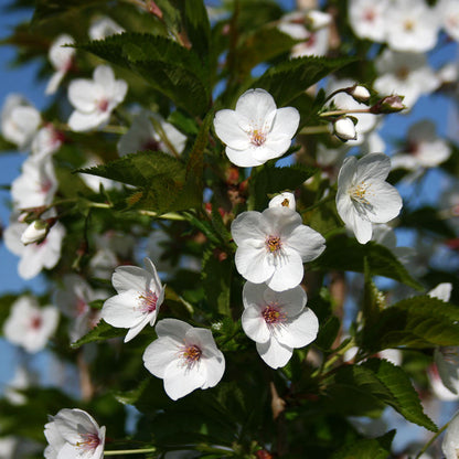 Close-up of the Prunus Snow Goose - Flowering Cherry Tree - Mix and Match variety, showcasing clusters of white blossoms and green leaves against a backdrop of blue sky.