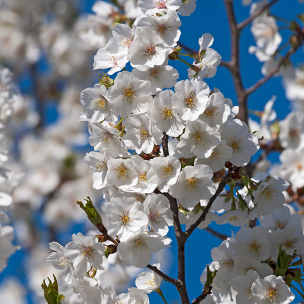 Clusters of Prunus Snow Goose flowering cherry tree blossoms, with their brilliant white petals, are in full bloom against a vibrant blue sky.