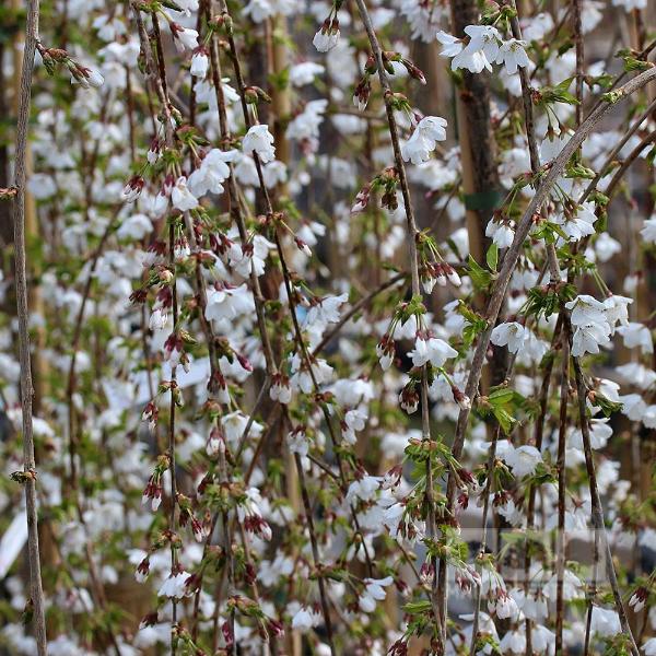 The Prunus Snow Showers - Weeping Cherry Tree features delicate, thin branches that cascade gracefully, adorned with clusters of small white flowers and vibrant green leaves, adding a touch of autumn colour.