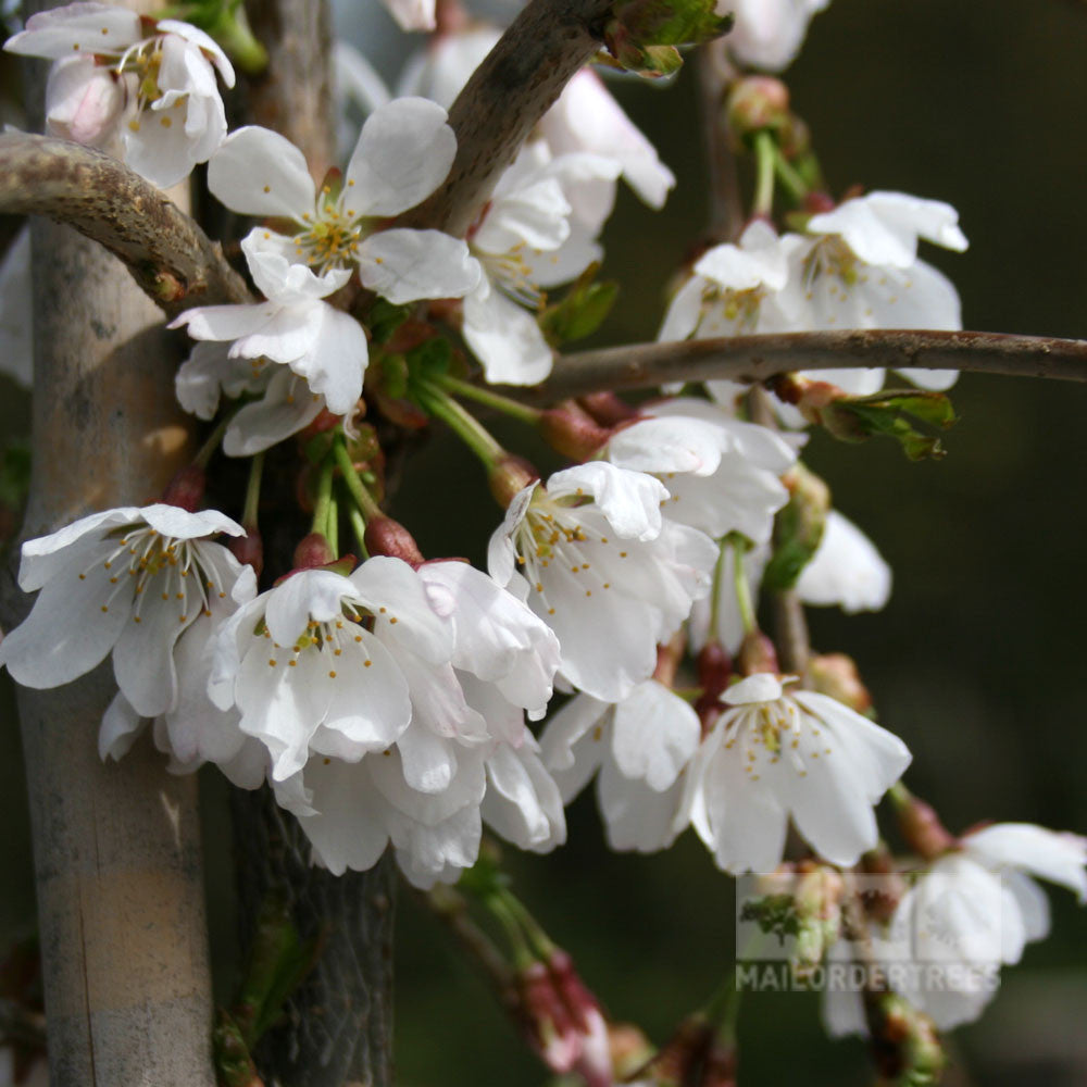 A close-up of the delicate blooms on a Prunus Snow Showers - Weeping Cherry Tree, featuring white cherry blossoms and charming buds.