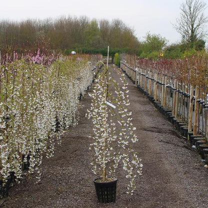 In a nursery, rows of Prunus Snow Showers weeping cherry trees display their pure white and pink blossoms. The trees are elegantly arranged in black pots along a gravel pathway, highlighting the beauty of these compact weeping cherry trees.