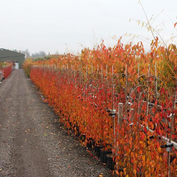 A gravel path runs alongside rows of potted trees, including the elegant Prunus Snow Showers weeping cherry trees with vibrant autumn leaves, leading towards a distant building.