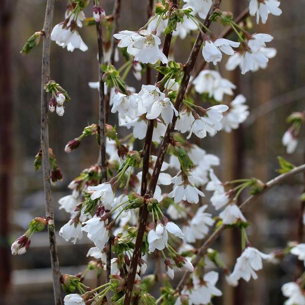 Close-up of white blossoms in full bloom on slender branches of a Prunus Snow Showers - Weeping Cherry Tree, set against a blurred background.