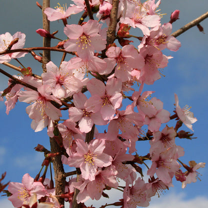 Close-up of a branch from a Prunus Spire - Flowering Cherry Tree showcasing pink soft flowers blooming against a blue sky.