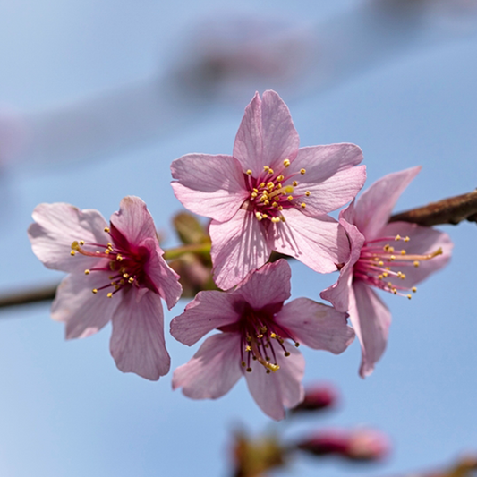 Close-up of the delicate pink blooms of a Prunus Spire - Flowering Cherry Tree on a branch against a pristine blue sky.