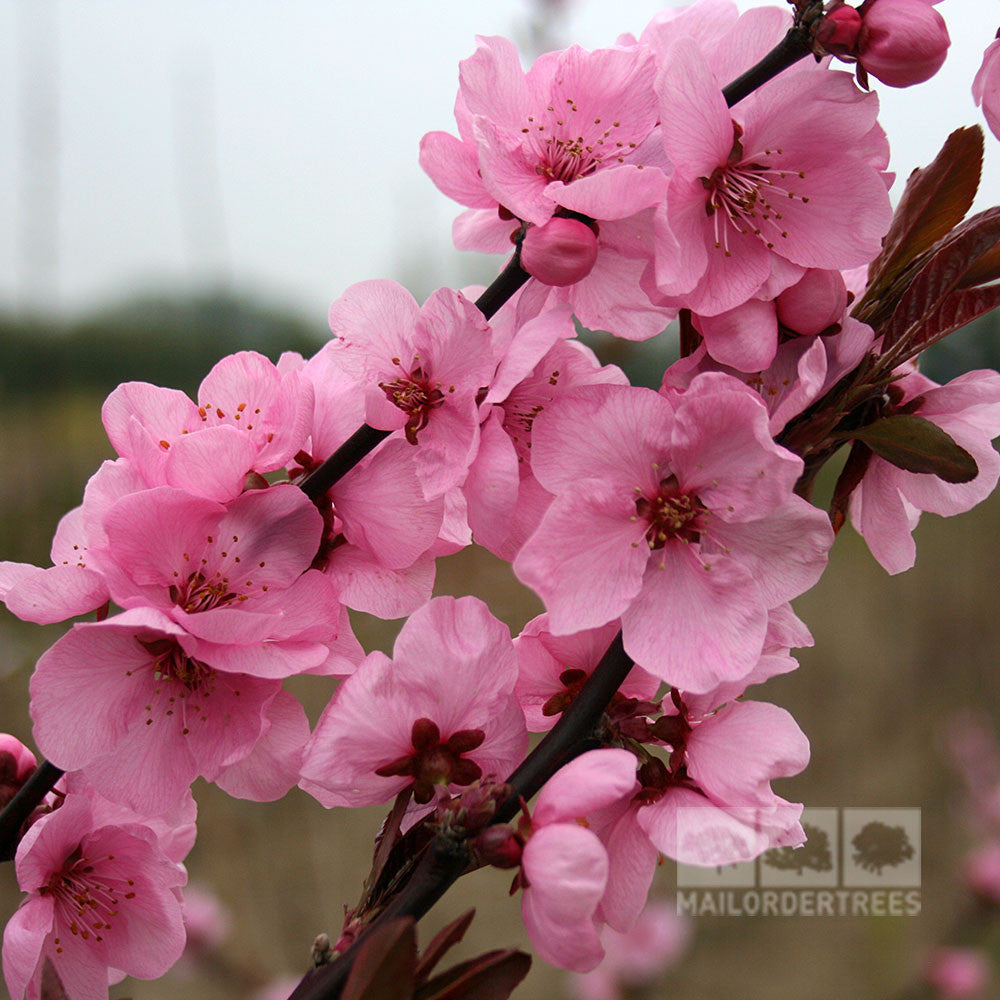 Close-up of pink flowers from the Prunus Spring Glow - Purple Leaved Plum Tree, beautifully blooming on a branch against a softly blurred background.