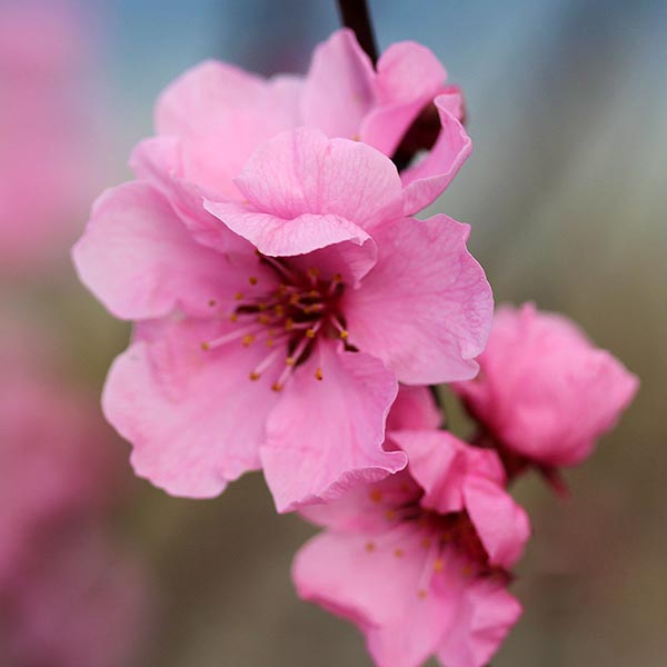 Close-up of pink cherry blossoms on a branch, possibly from a Prunus Spring Glow - Purple Leaved Plum Tree, against a blurred background.