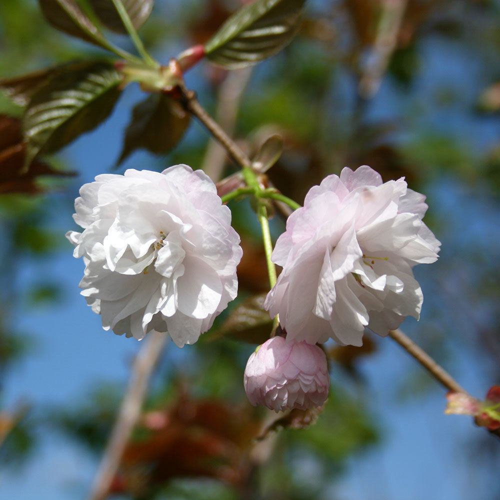 Close-up of two white flowers with pink tinges on a branch of the Prunus Spring Snow - Flowering Cherry Tree, set against a blurred backdrop of green leaves and blue sky.