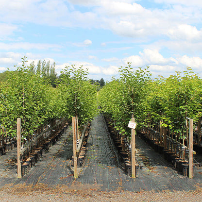 Potted Prunus Stella trees, known for large self-fertile cherries, are lined under partly cloudy skies on black plastic sheeting, promising a future bounty.