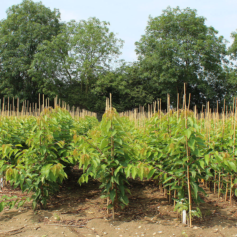 Young Prunus Stella Cherry Trees with bamboo supports line the field, promising self-fertile growth, while larger green trees stand as guardians over the budding orchard.