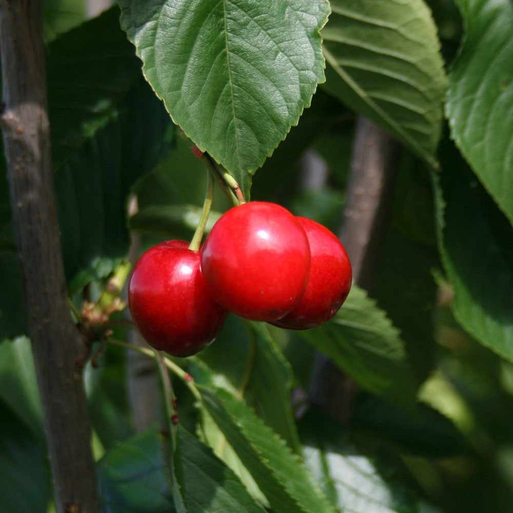 Three large cherries hang from a Prunus Stella branch, surrounded by lush green leaves.