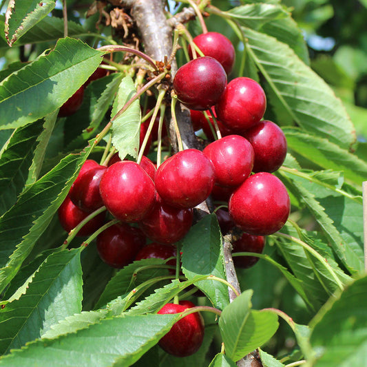 A cluster of ripe red cherries from the Prunus Summer Sun hangs from a branch, surrounded by lush green leaves.