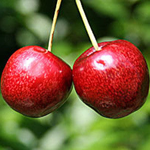 Two ripe cherries evoke the Prunus Sunburst variety, their stems elegantly side by side against a blurred green backdrop. These large, sweet fruits promise the allure of self-fertile Sunburst Cherry Trees in full bloom.